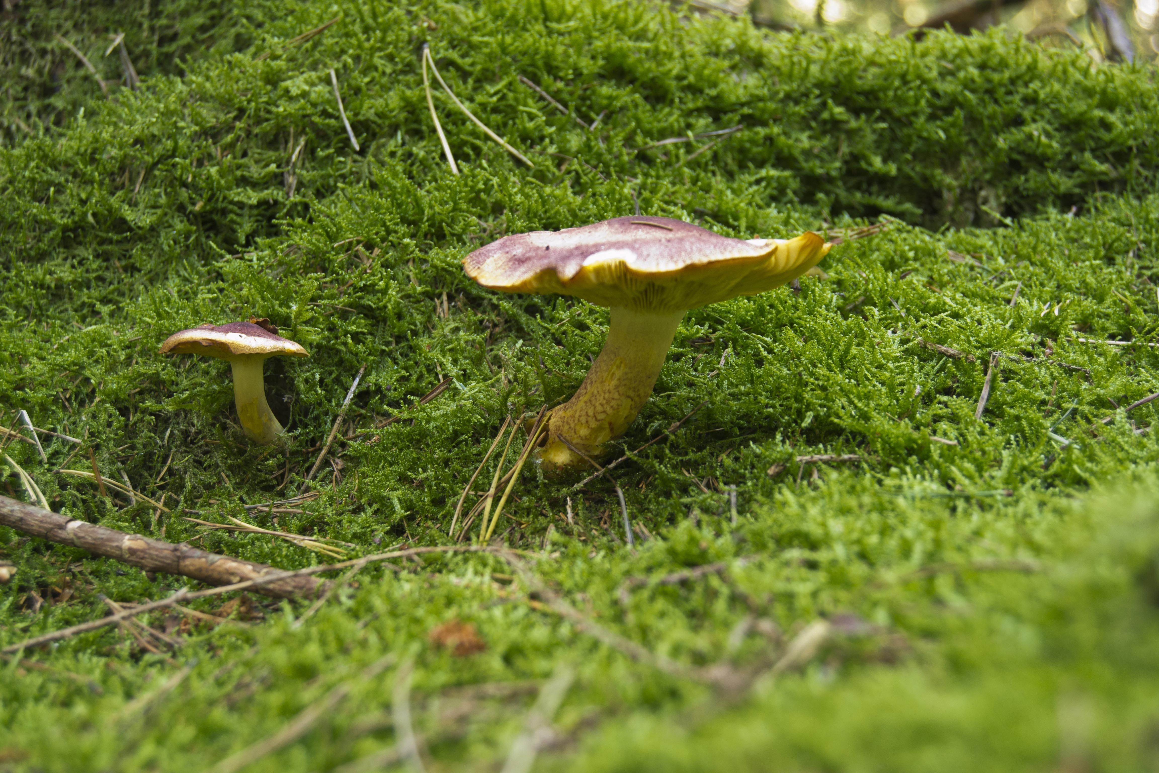 close up photo of brown mushroom