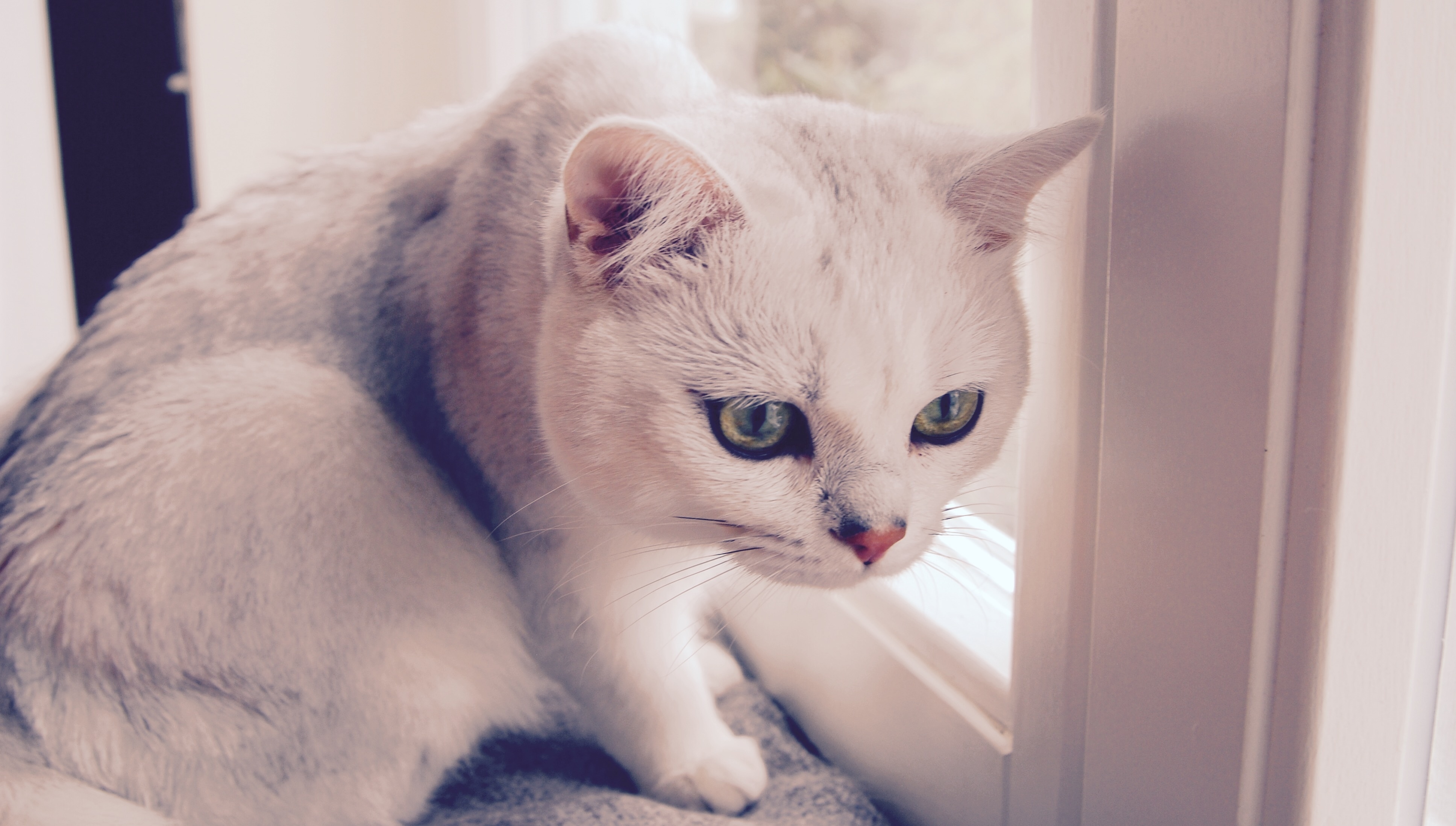 white short coat cat