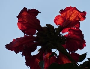 red petal flowers thumbnail