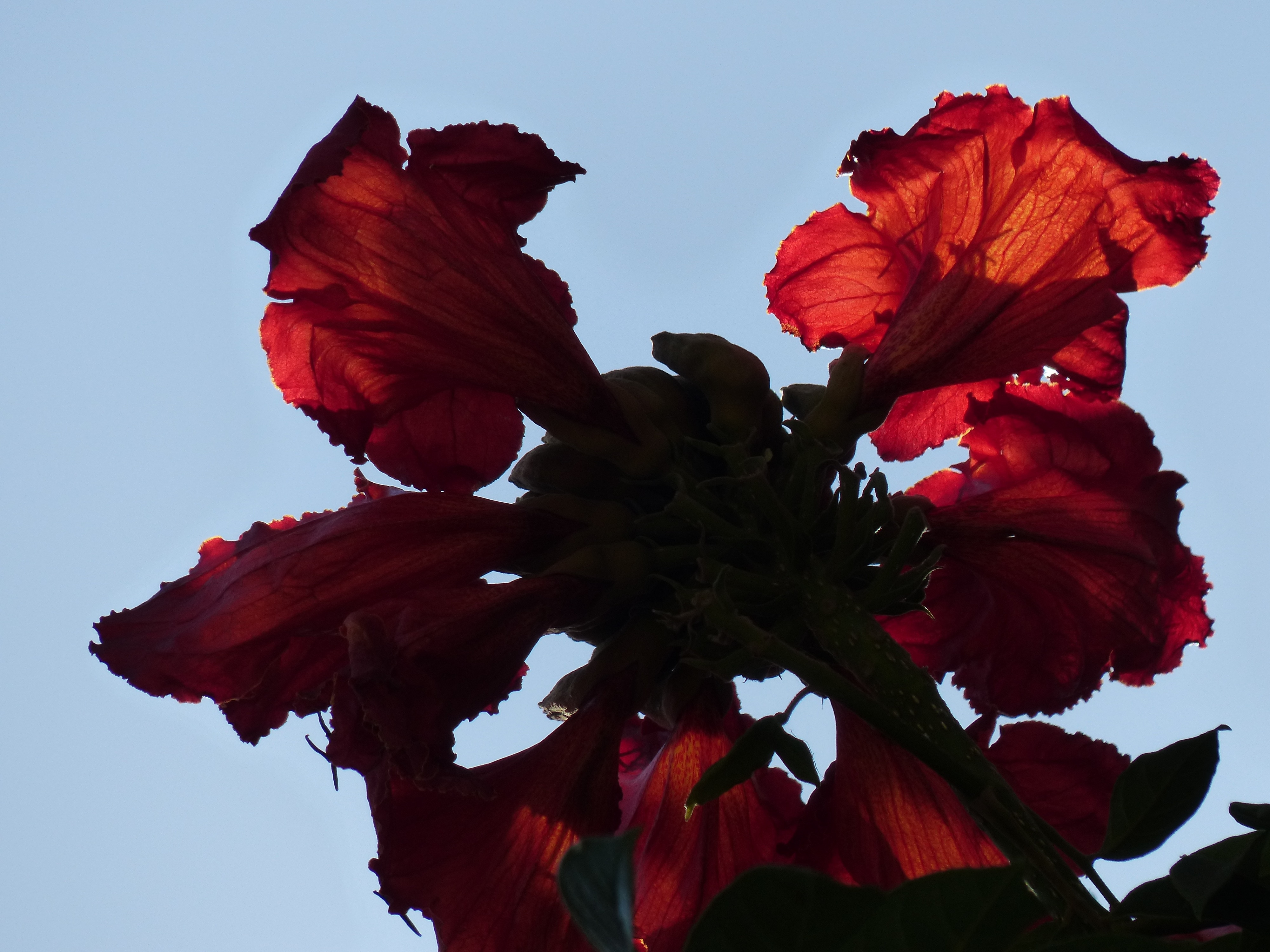 red petal flowers