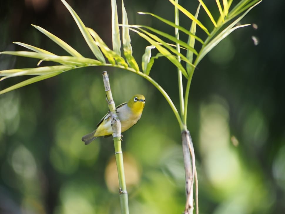 yellow green hummingbird preview