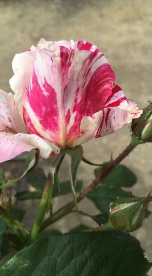 pink and white rose thumbnail