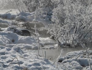 body of water and snow covered plant thumbnail