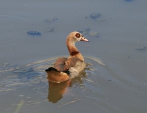 white and brown feathered duck thumbnail