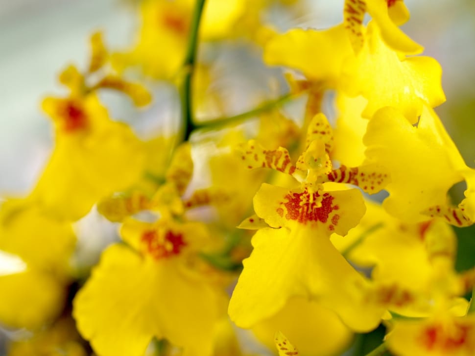shallow focus of yellow orchid flower preview