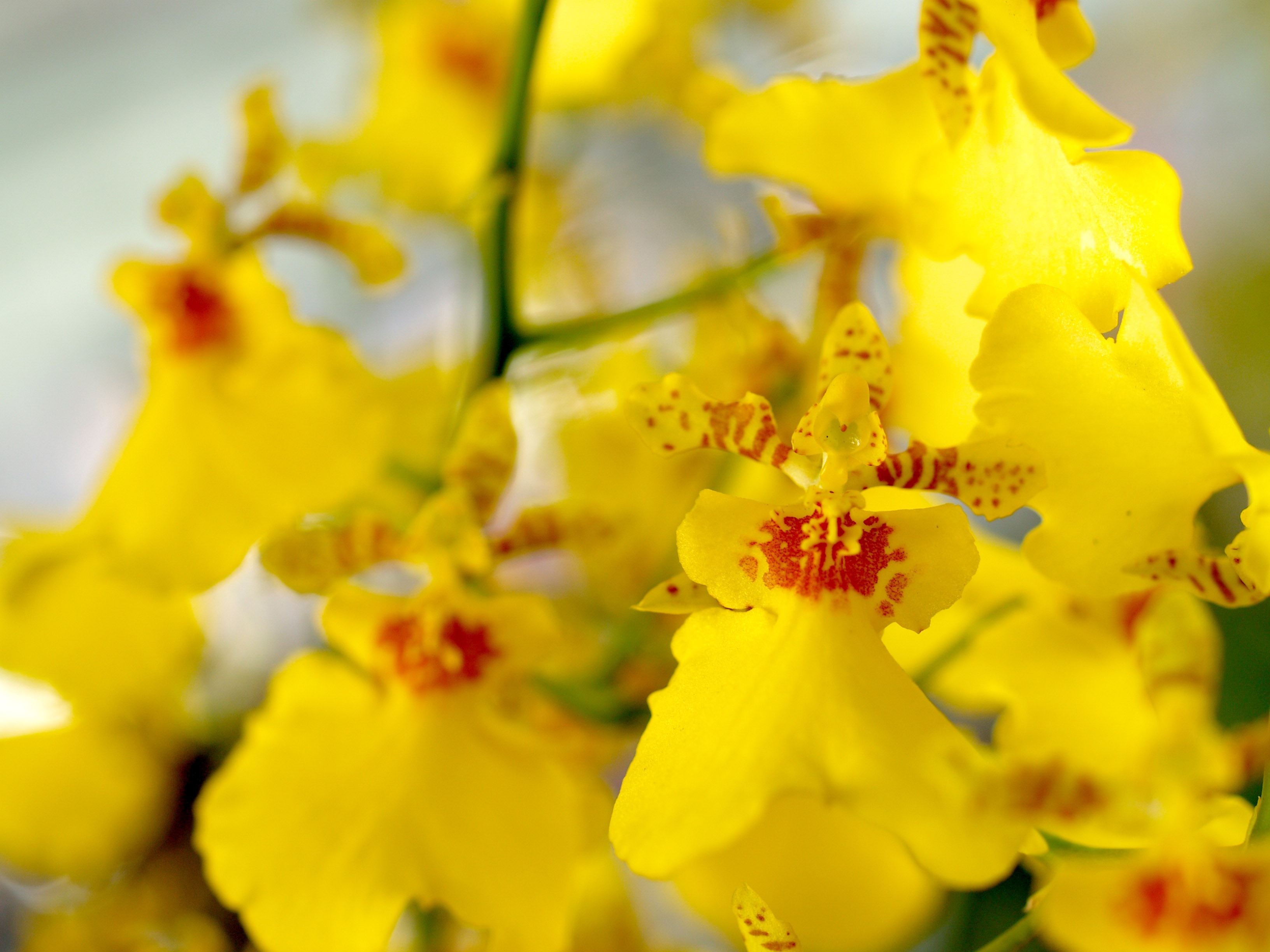 shallow focus of yellow orchid flower
