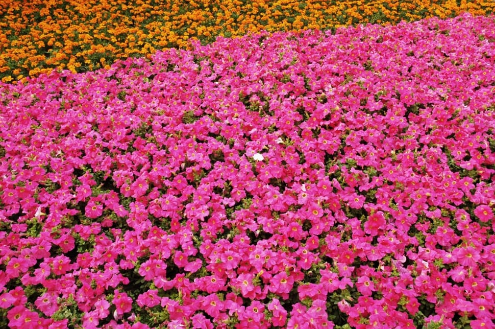 pink flower garden preview