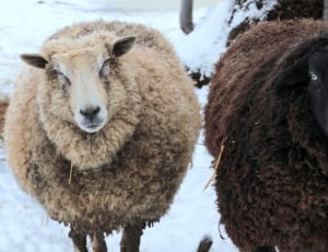 2 brown coated sheeps thumbnail
