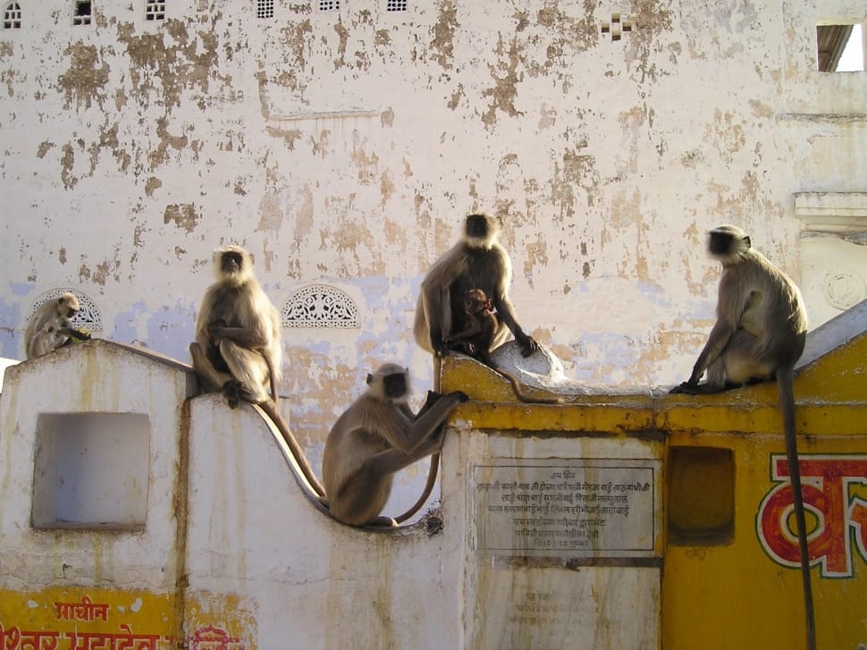 5 grey monkeys preview