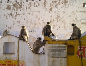 5 grey monkeys thumbnail
