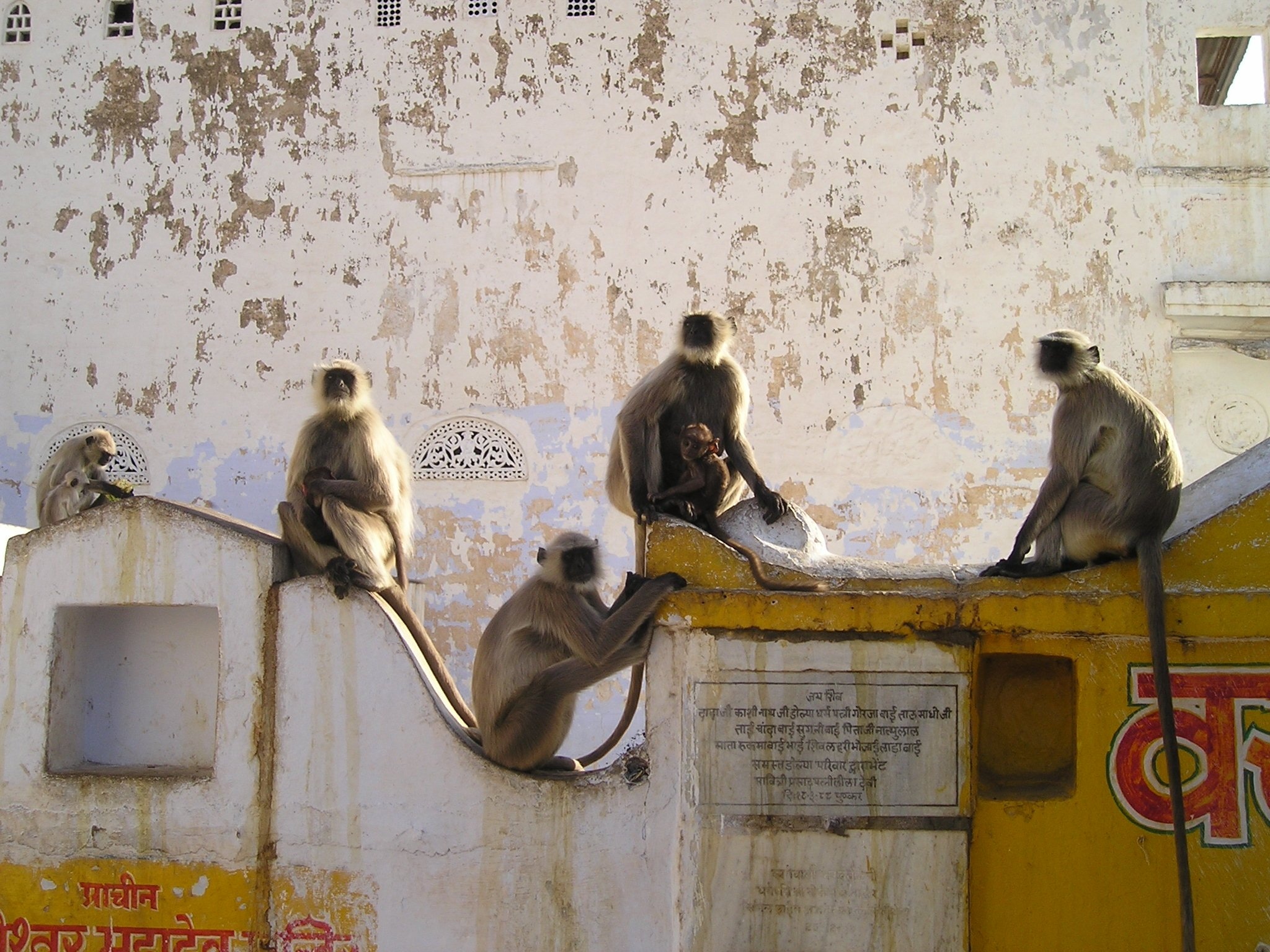 5 grey monkeys