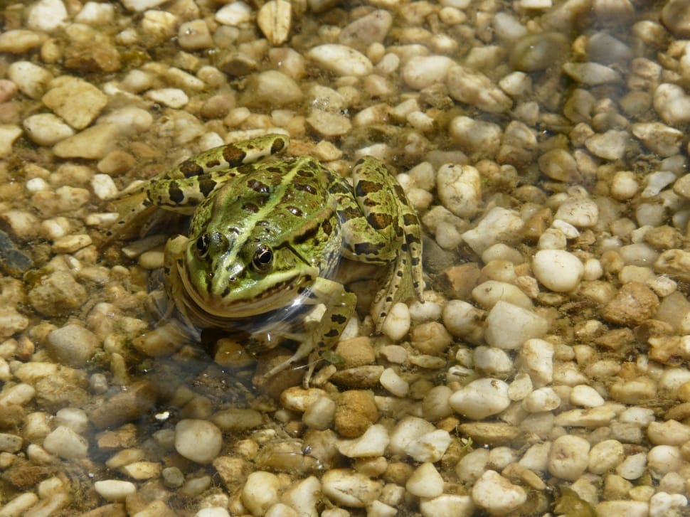 green and black spotted frog on white pebbles preview