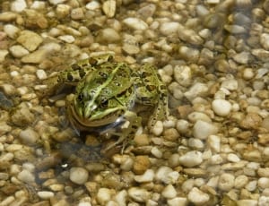 green and black spotted frog on white pebbles thumbnail