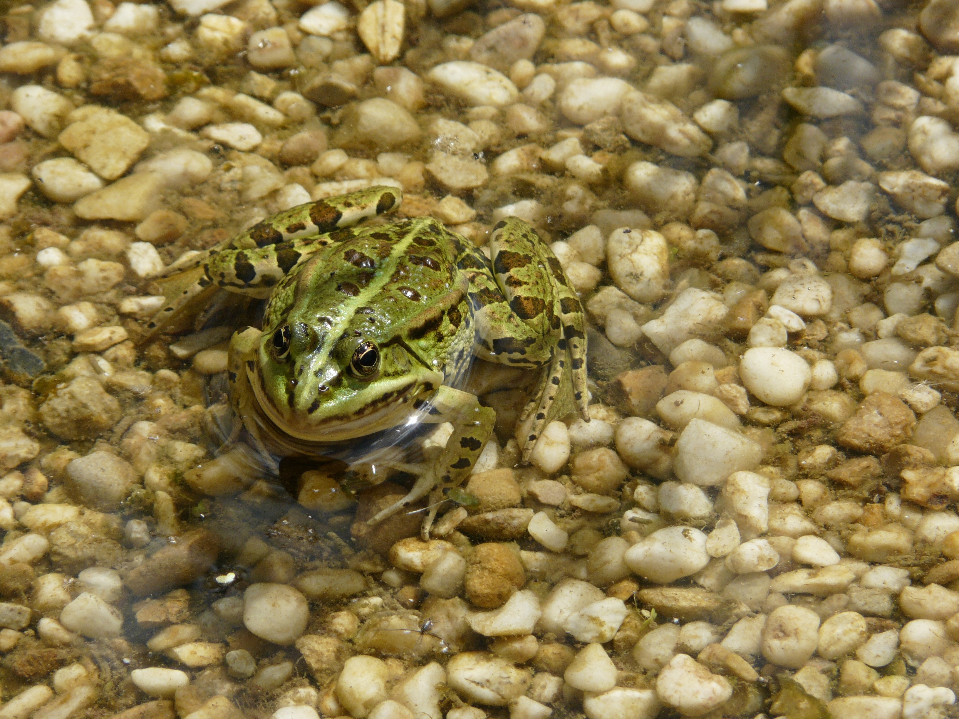 green and black spotted frog on white pebbles