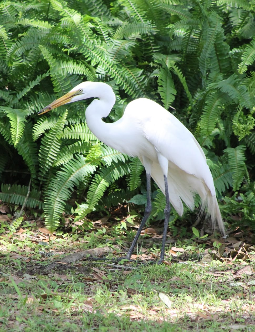 great egret preview