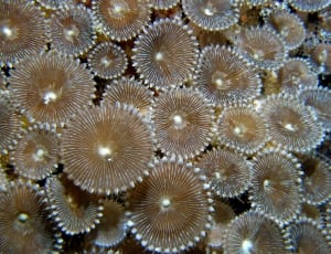 brown corals like thumbnail
