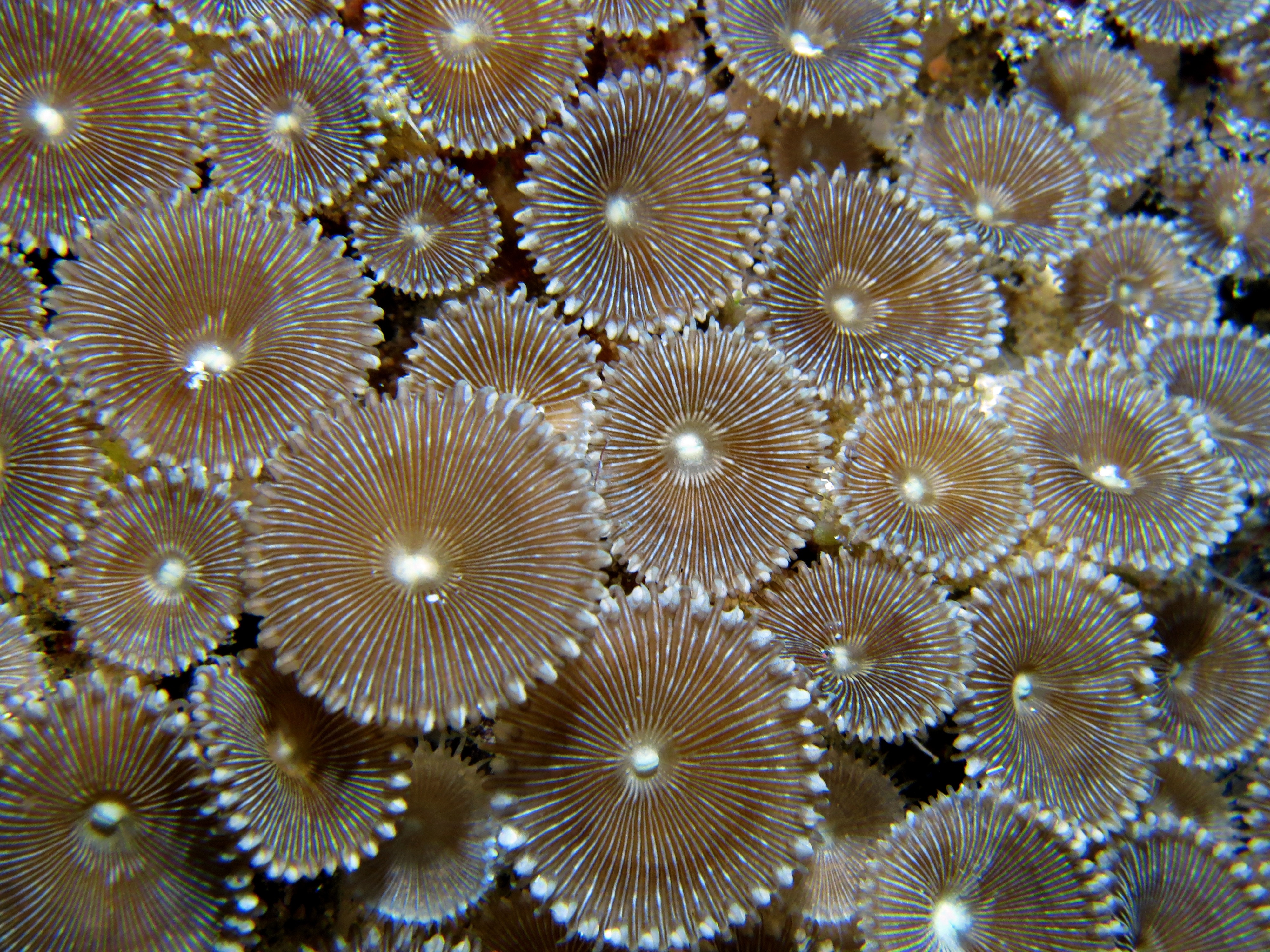 brown corals like