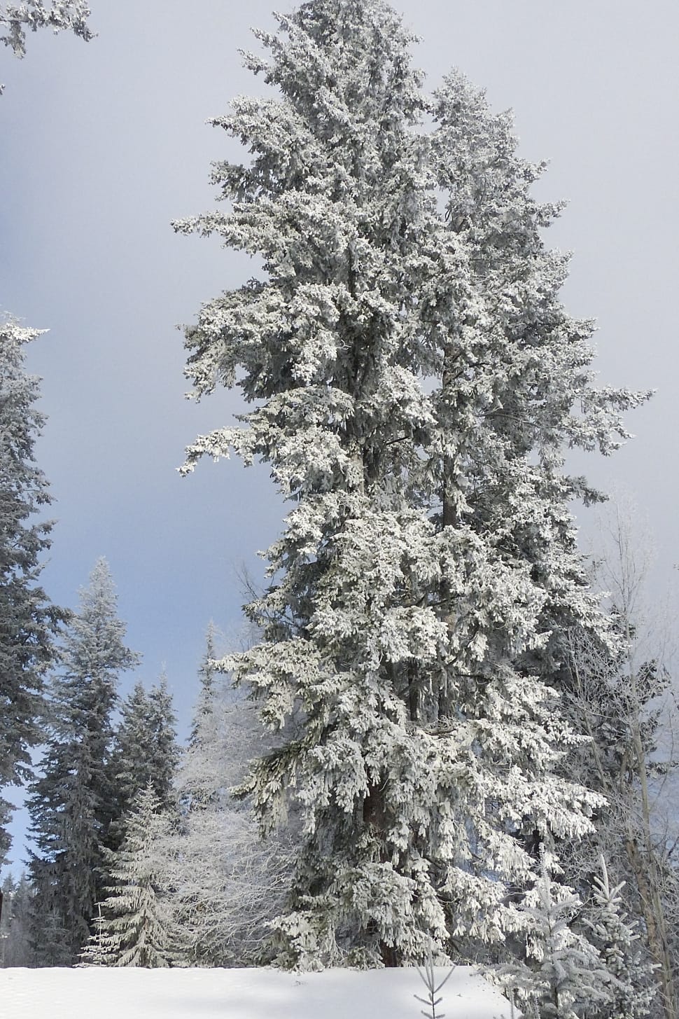 snow covered tree preview
