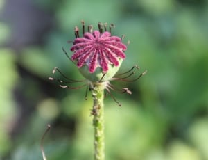 green and maroon flower thumbnail