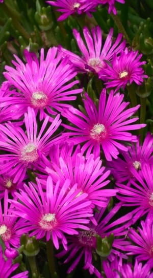 purple petal flowers thumbnail