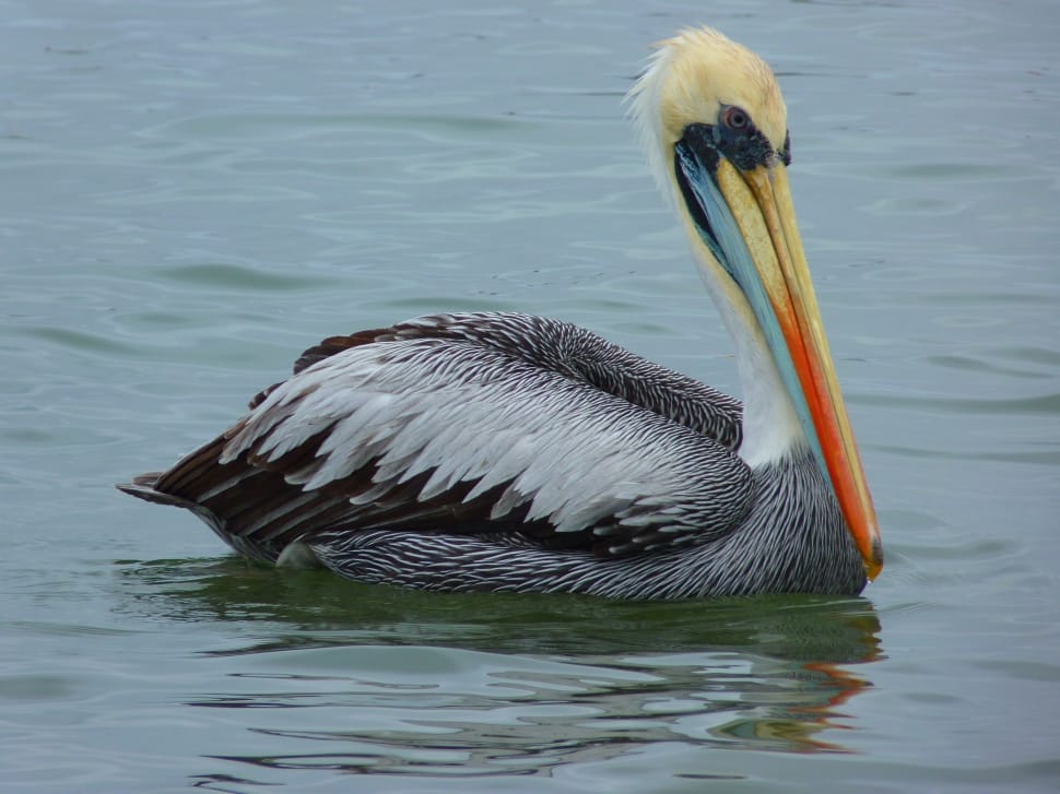 red white and gray pelican preview