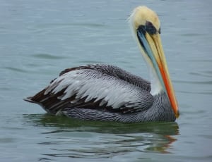 red white and gray pelican thumbnail