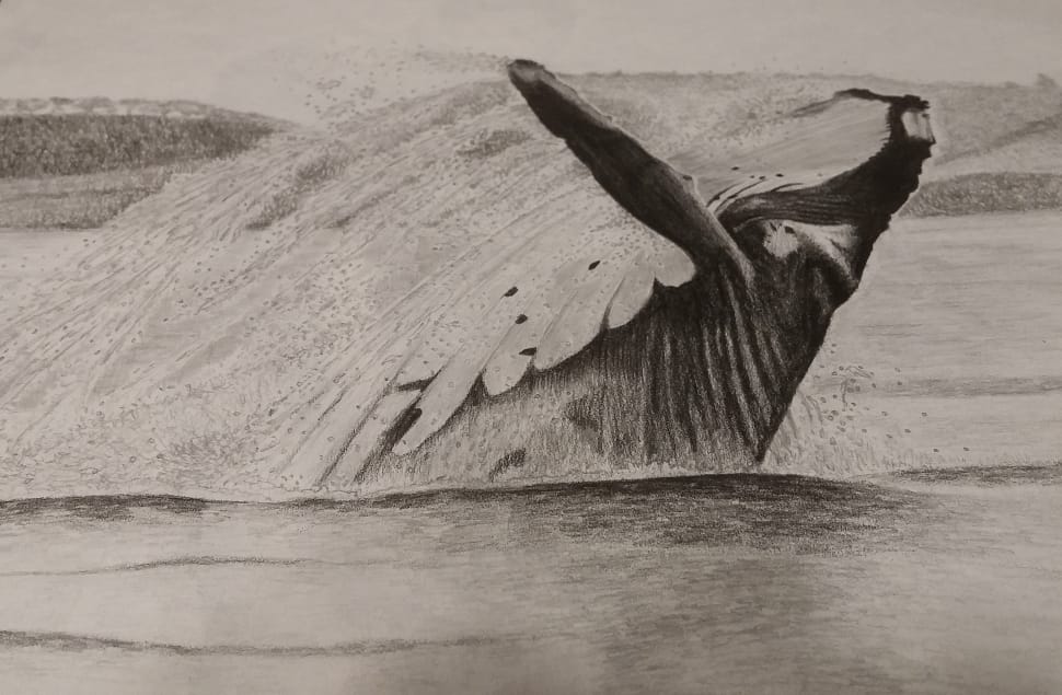 black and white photo of whale preview