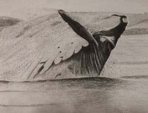 black and white photo of whale thumbnail
