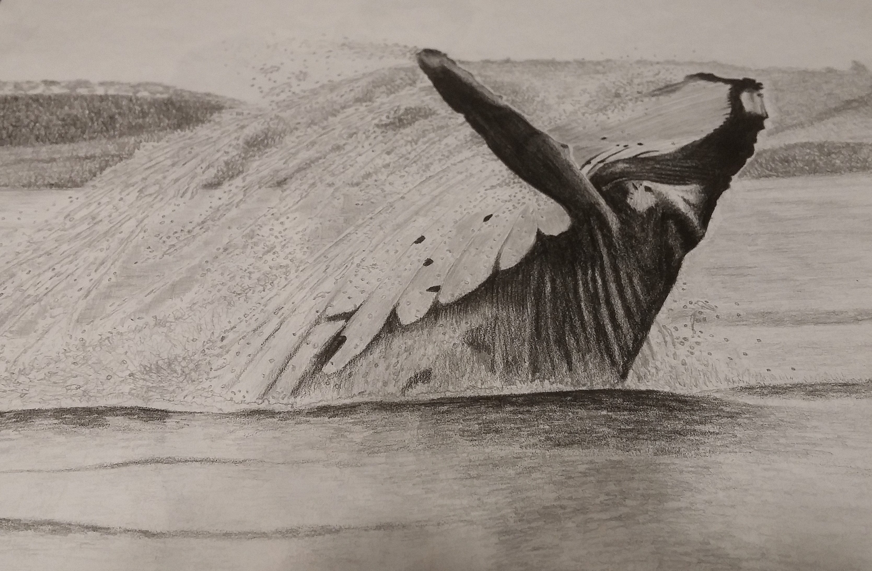 black and white photo of whale