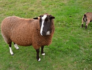 brown black and white sheep thumbnail