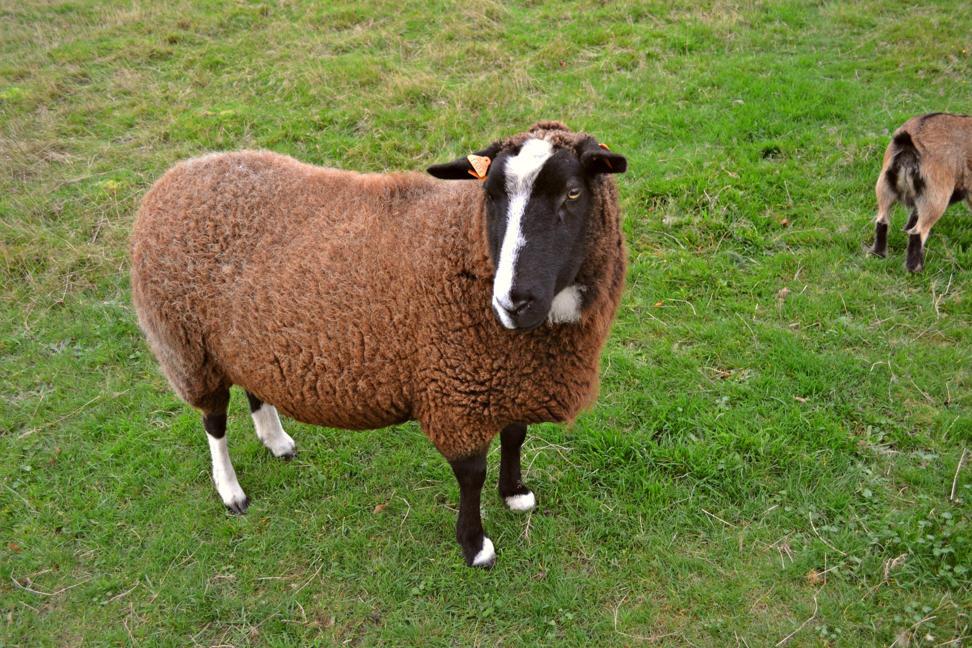 brown black and white sheep