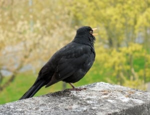 black bird thumbnail