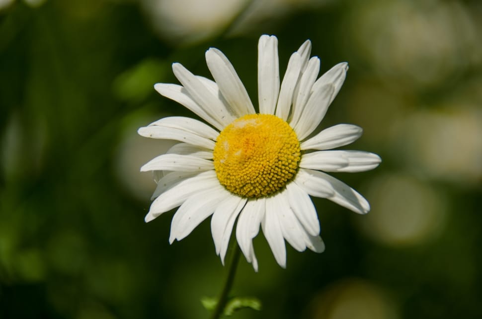 photo of white and yellow Daisy flower bud preview