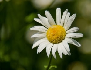 photo of white and yellow Daisy flower bud thumbnail
