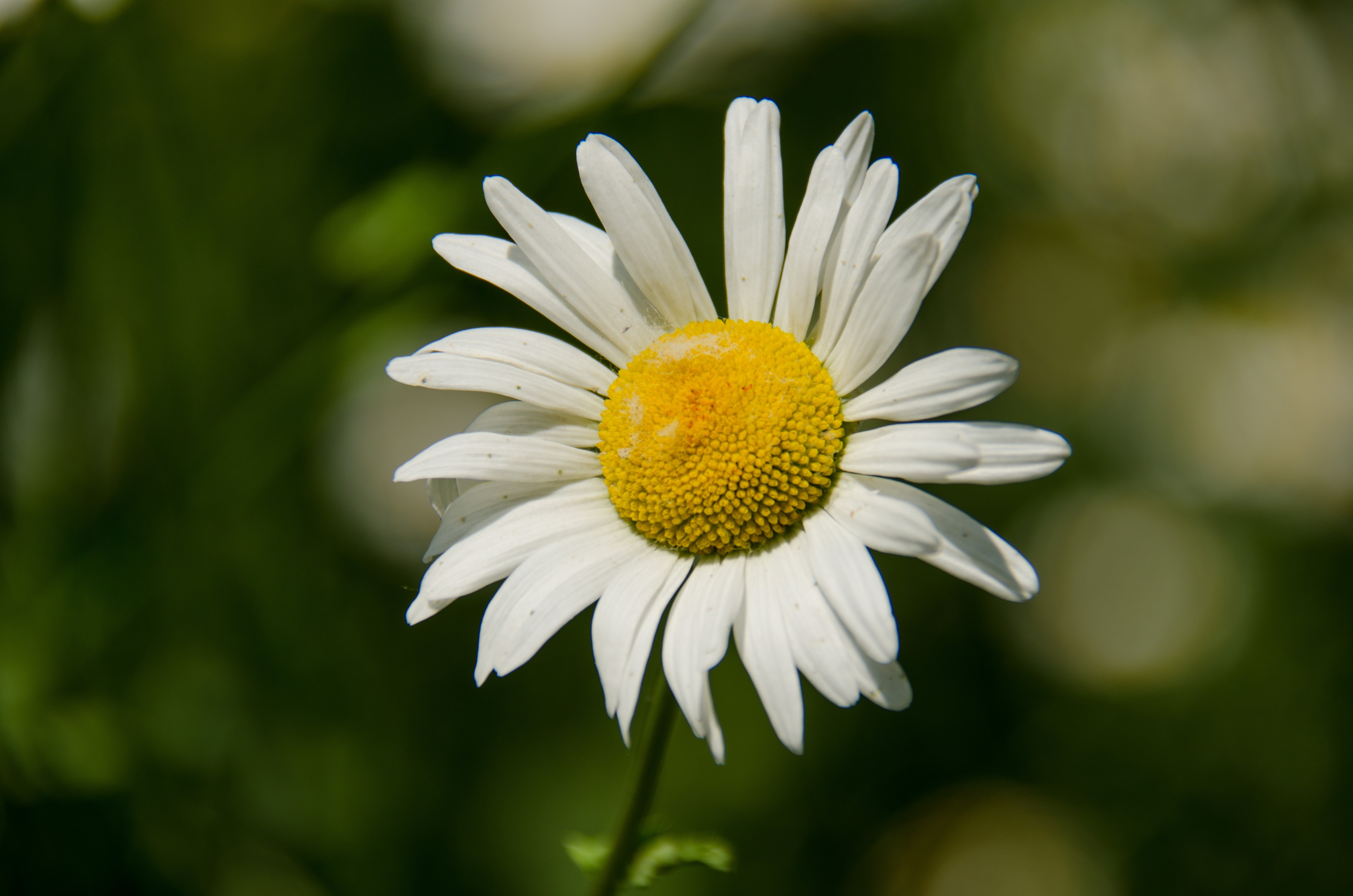 photo of white and yellow Daisy flower bud