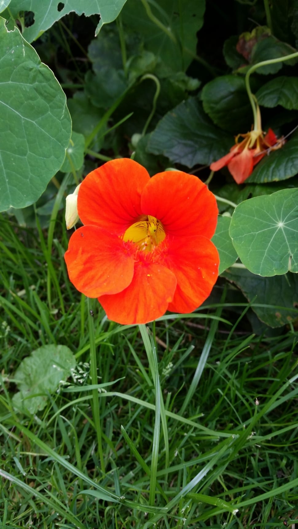 orange 5 petal flower preview