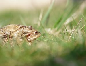 Frog, Toad, Mating, Green, Grass, Animal, one animal, animals in the wild thumbnail