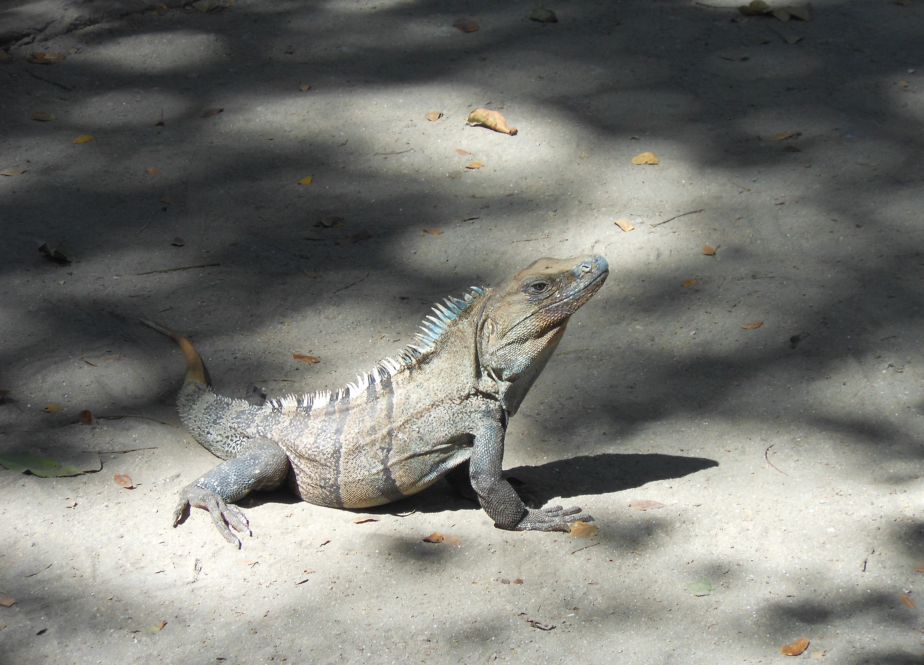 brown and gray iguana