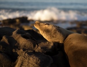 brown sea lion lying on rocky shore during daytime thumbnail