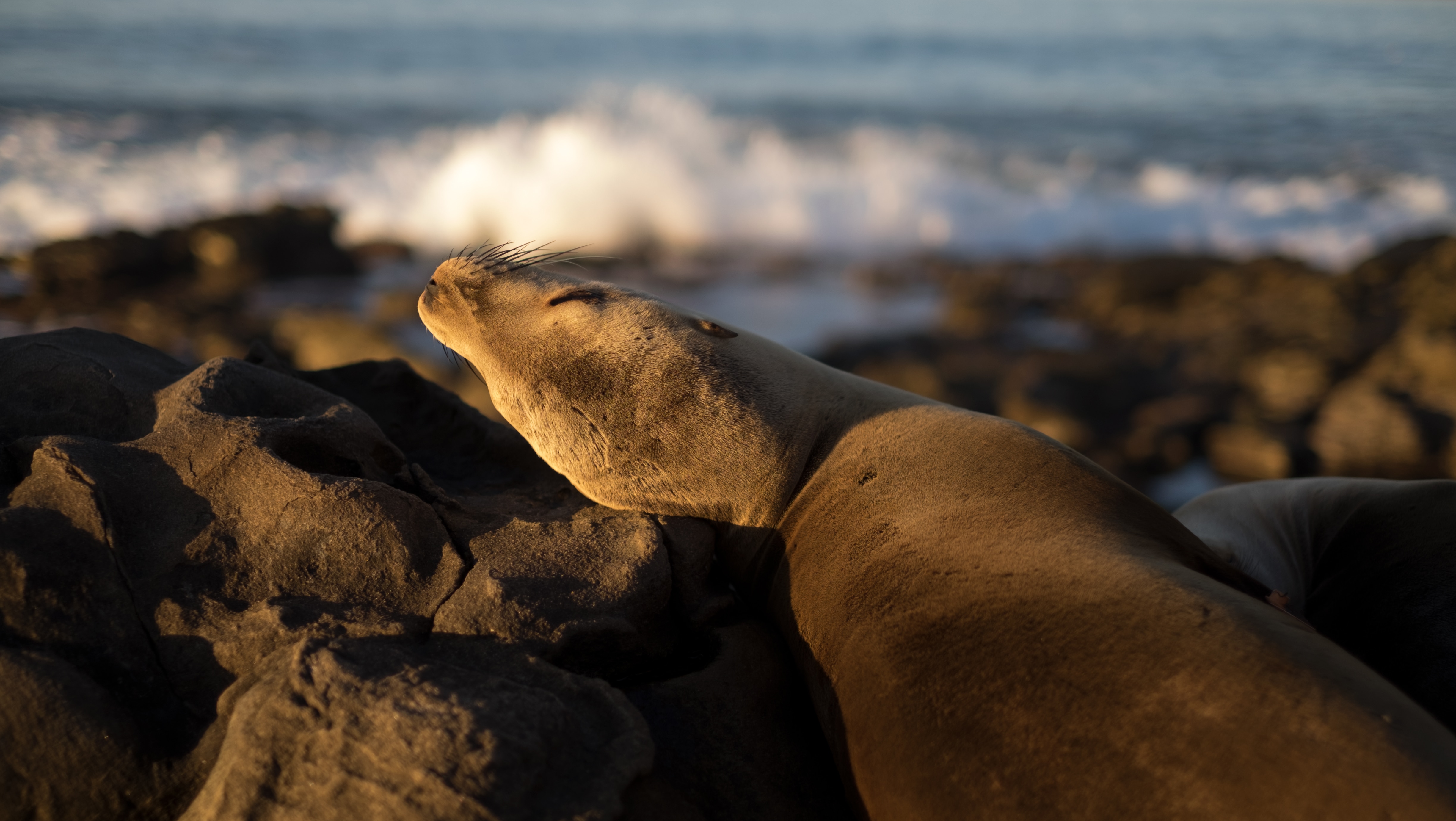 brown sea lion lying on rocky shore during daytime