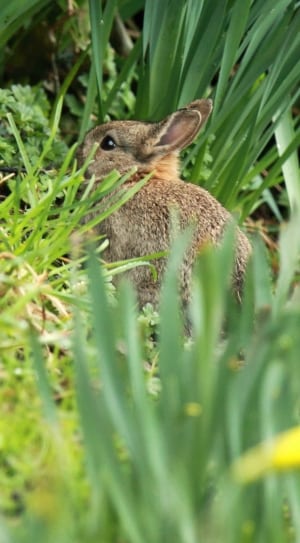 brown rabbit and green leaf plants thumbnail