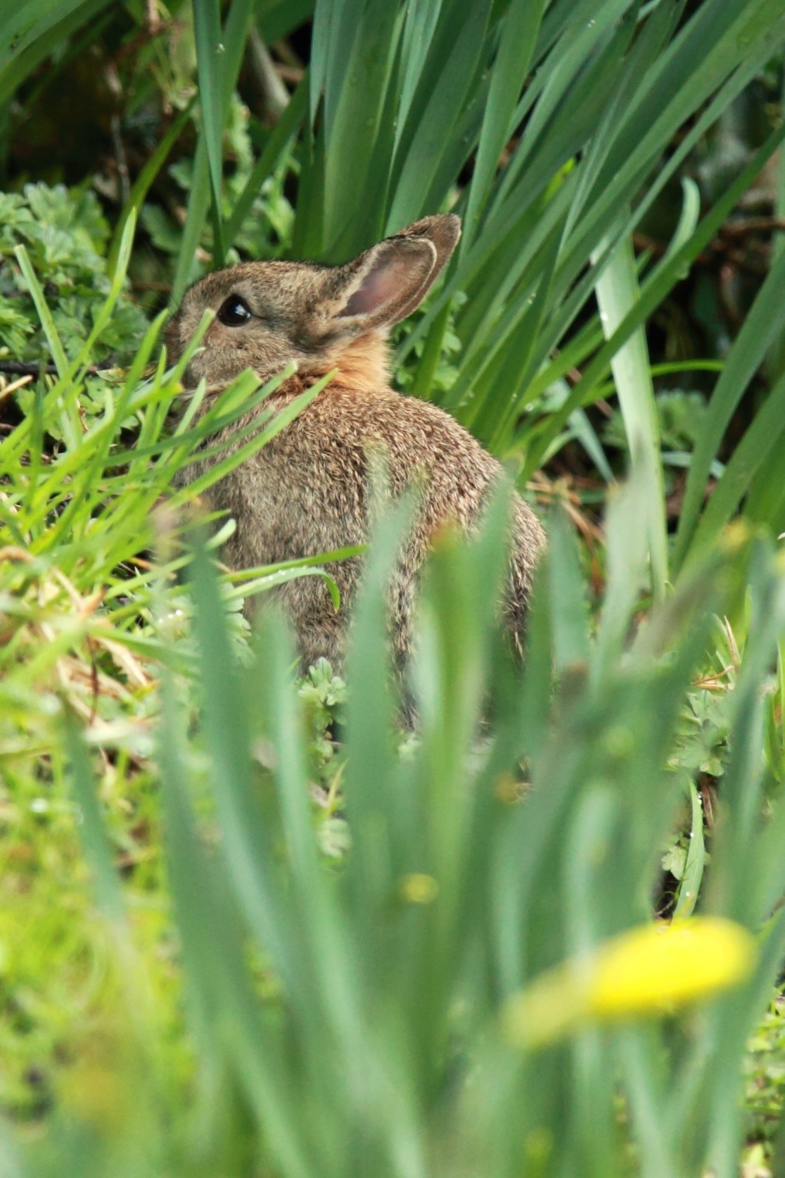 brown rabbit and green leaf plants