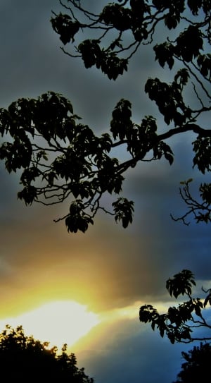 silhouette of tree at sunset thumbnail