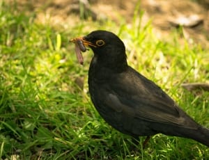 common black bird thumbnail