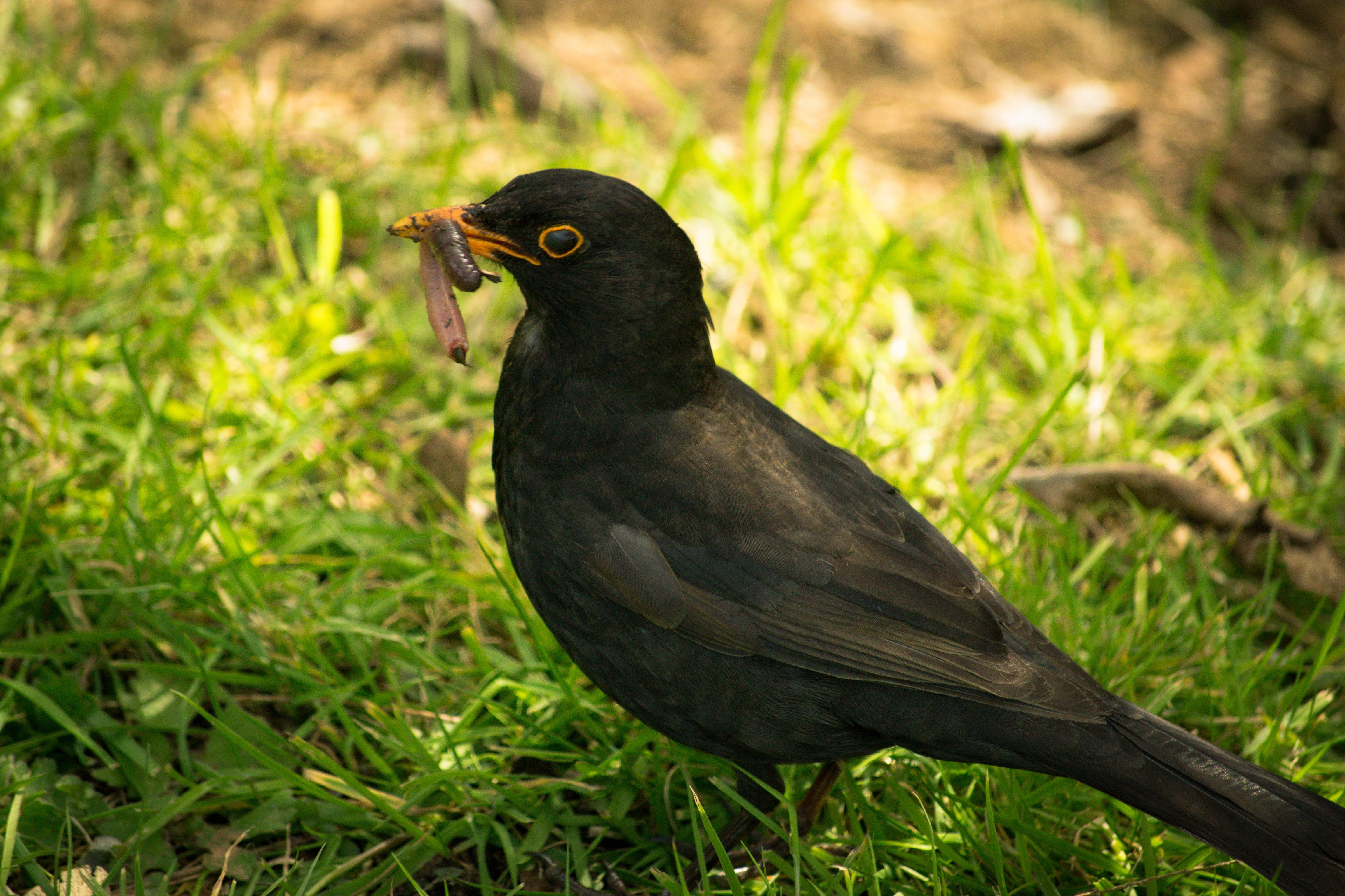 common black bird