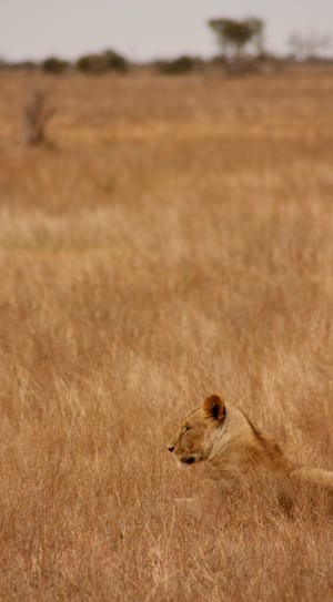 brown lioness thumbnail