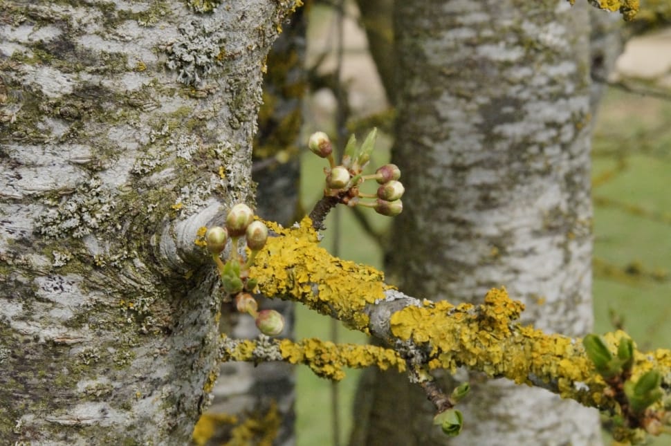 close up shot of green moss on tree branch preview