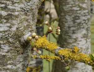 close up shot of green moss on tree branch thumbnail