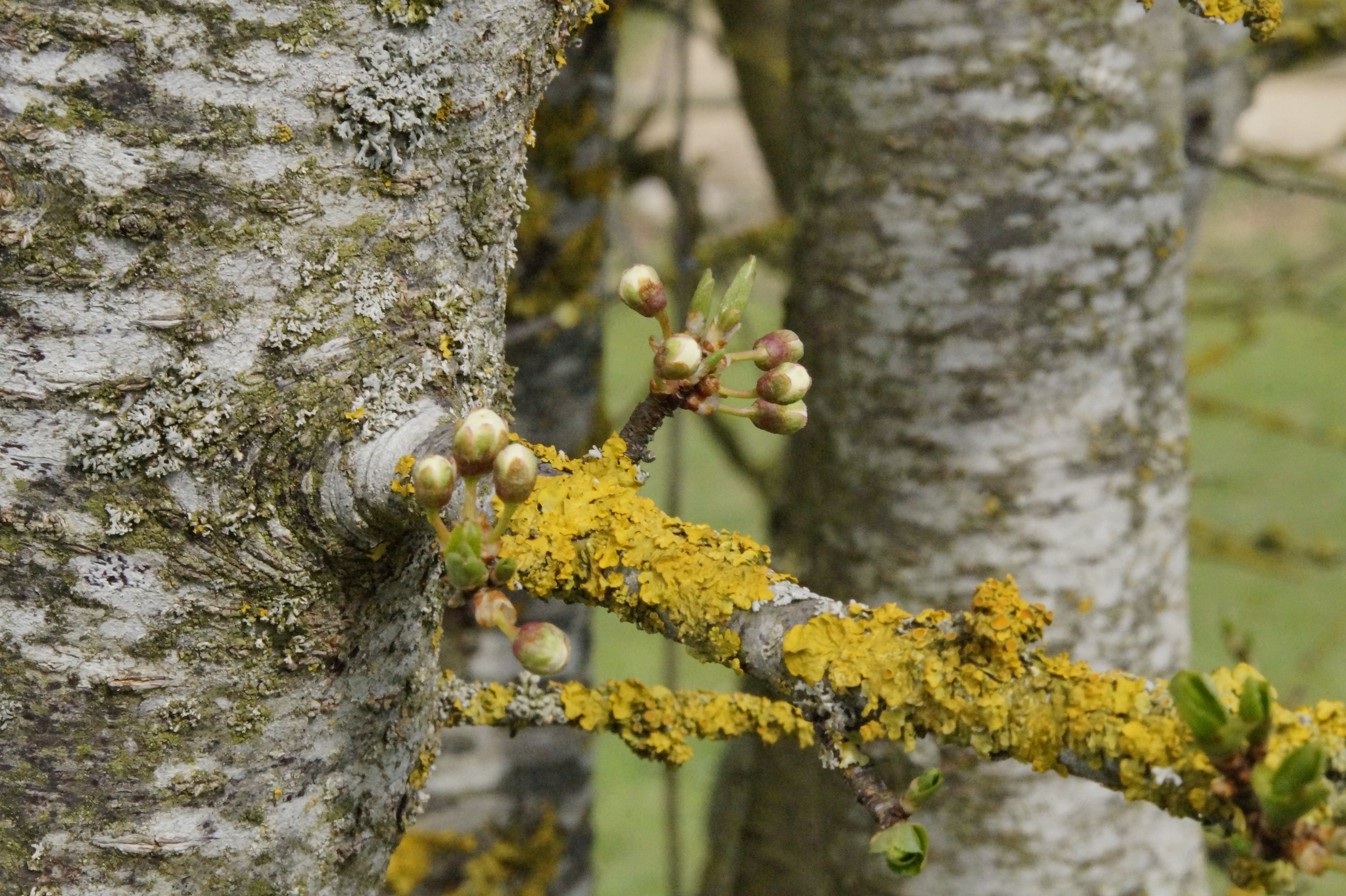 close up shot of green moss on tree branch