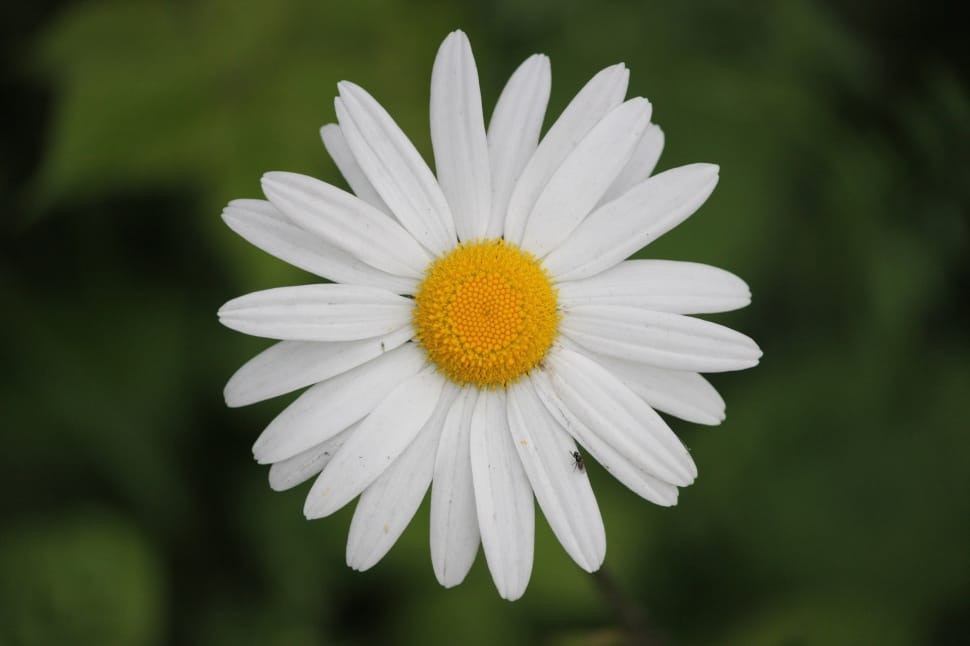 Daisy, Flowers, Bloom, Branch, Blossom, flower, petal preview